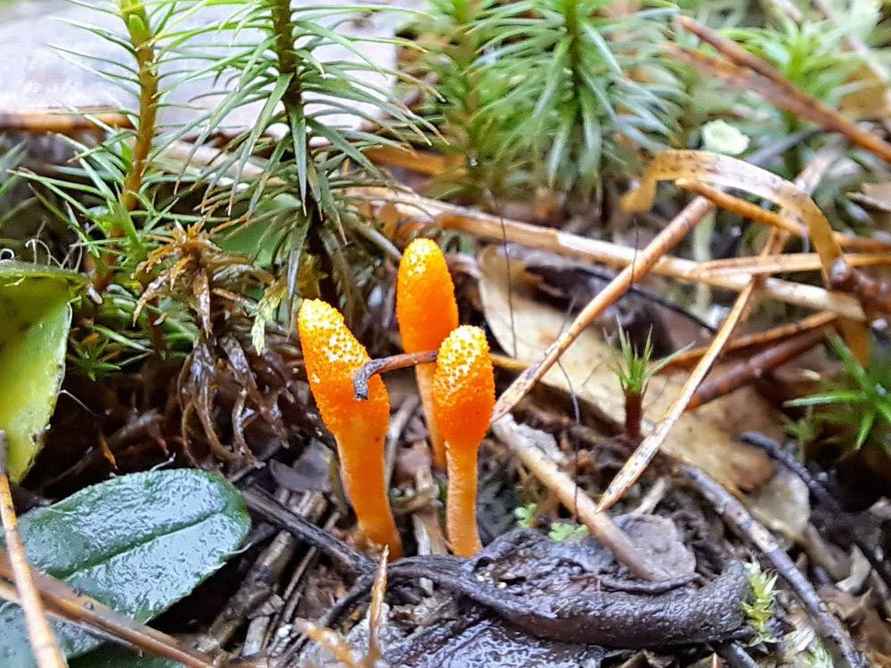 В Беловежской пуще нашли гриб-герой постапокалиптических Одних из нас