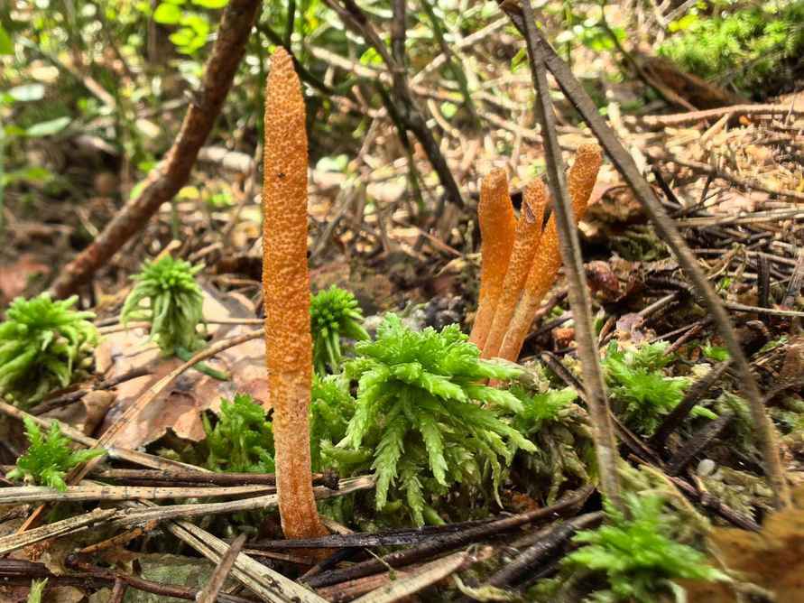 В Беловежской пуще нашли гриб-герой постапокалиптических Одних из нас