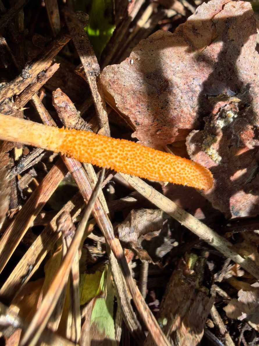 В Беловежской пуще нашли гриб-герой постапокалиптических Одних из нас