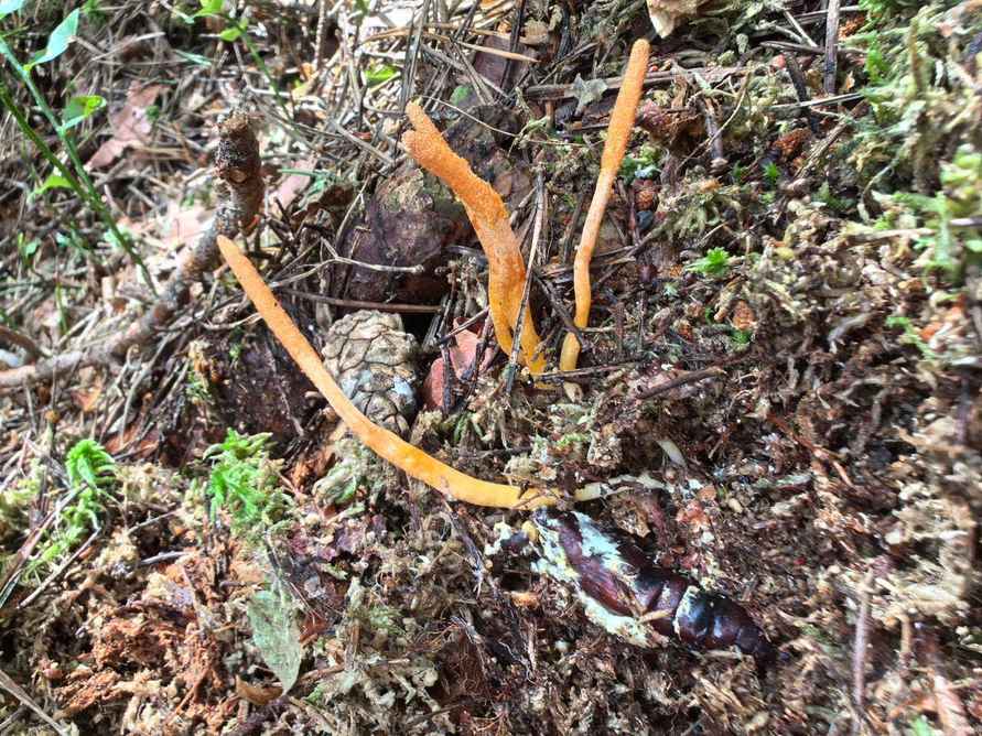 В Беловежской пуще нашли гриб-герой постапокалиптических Одних из нас