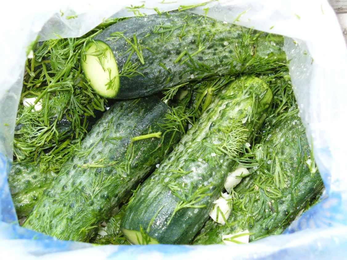 Как быстро засолить огурцы в пакете? Есть можно уже на следующий день