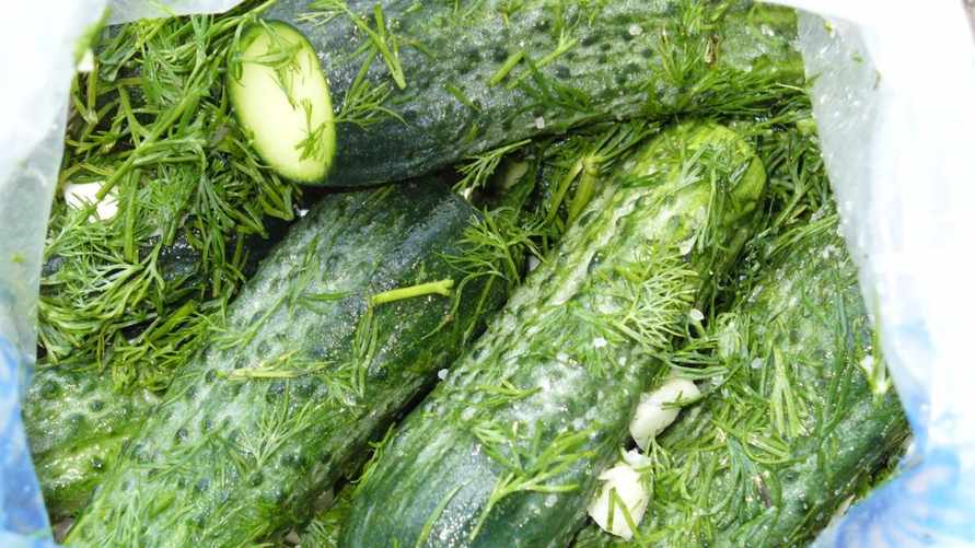 Как быстро засолить огурцы в пакете? Есть можно уже на следующий день