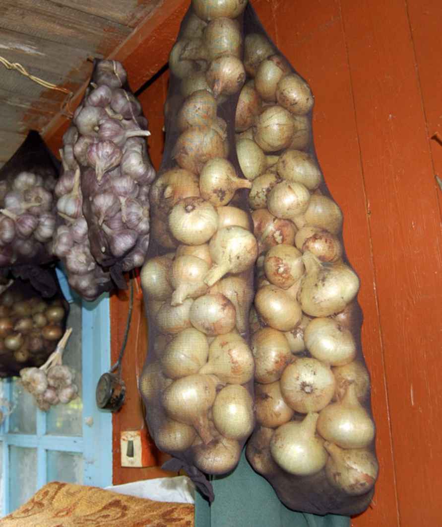 Как белорусам хранить лук, чтобы не сгнил и не пророс? Не кладите рядом эти 3 продукта