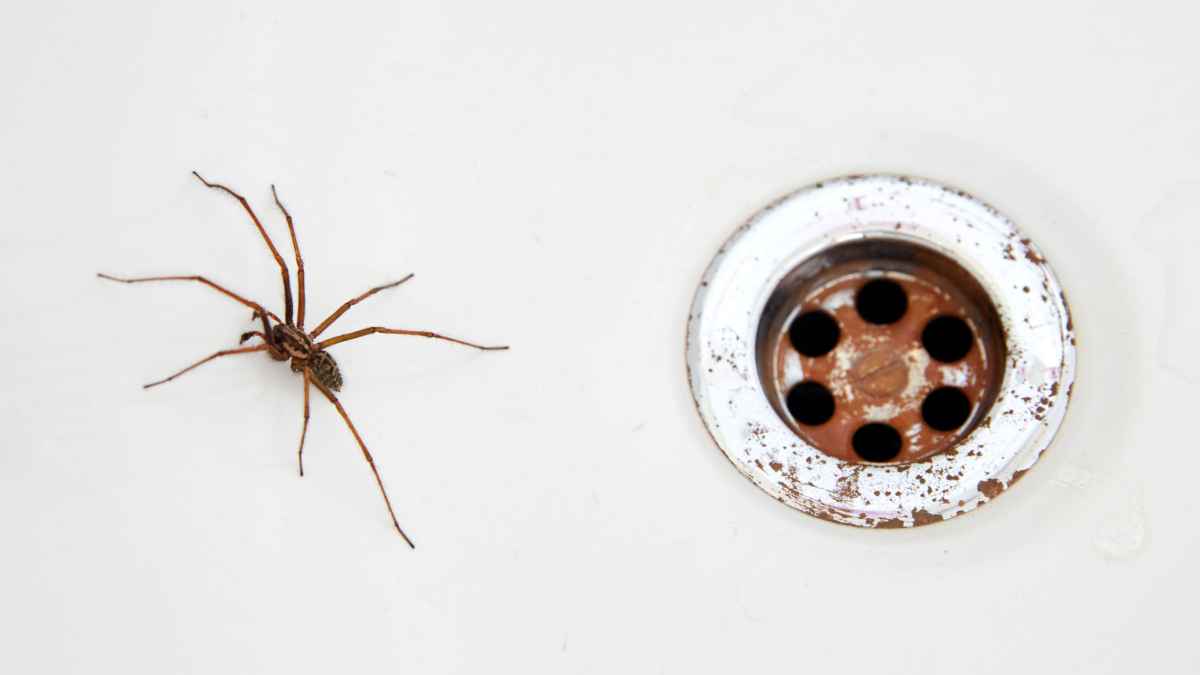 Эксперт назвал 3 почти бесплатных способа избавиться от пауков в ванной