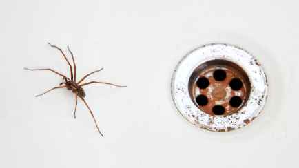 Эксперт назвал 3 почти бесплатных способа избавиться от пауков в ванной
