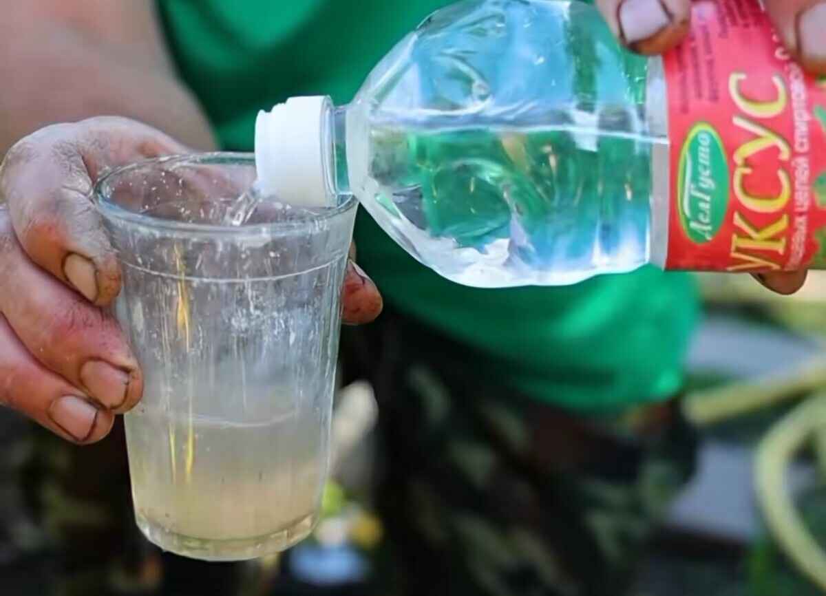 Белорусский агроном назвал "лучшую подкормку" для томатов. Что сделает помидоры слаще?