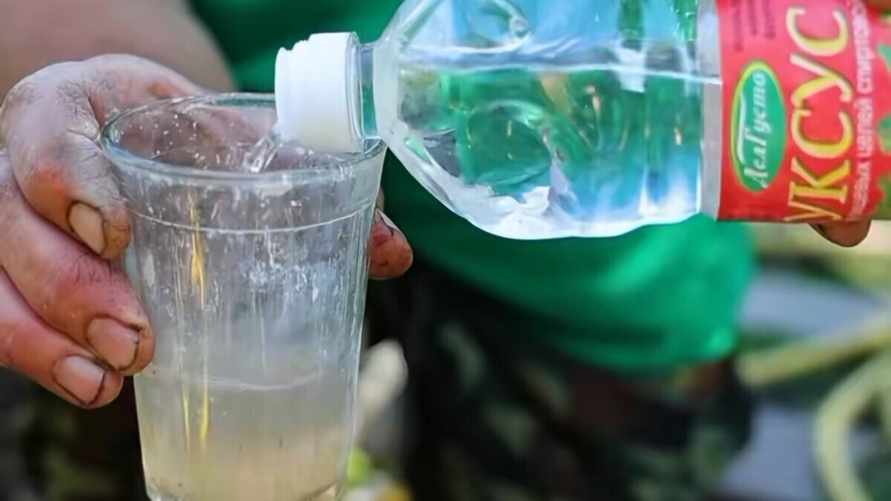 Белорусский агроном назвал "лучшую подкормку" для томатов. Что сделает помидоры слаще?