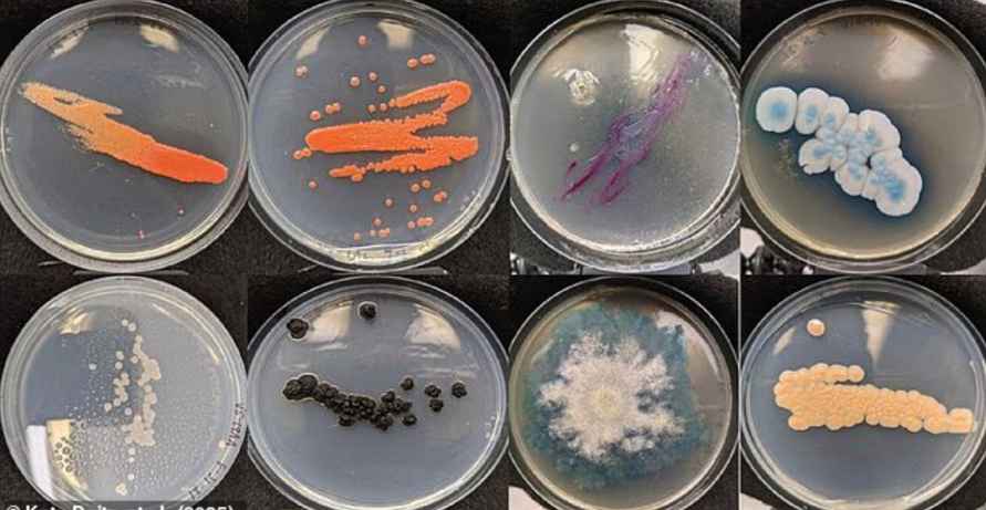 Ученые обнаружили в мундштуках вейпов обильные колонии грибков