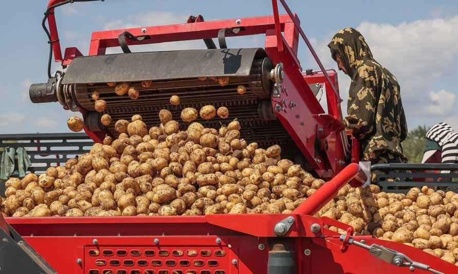 Россиянам спрогнозировали новый виток «картофельного кризиса». Что будет с ценами?