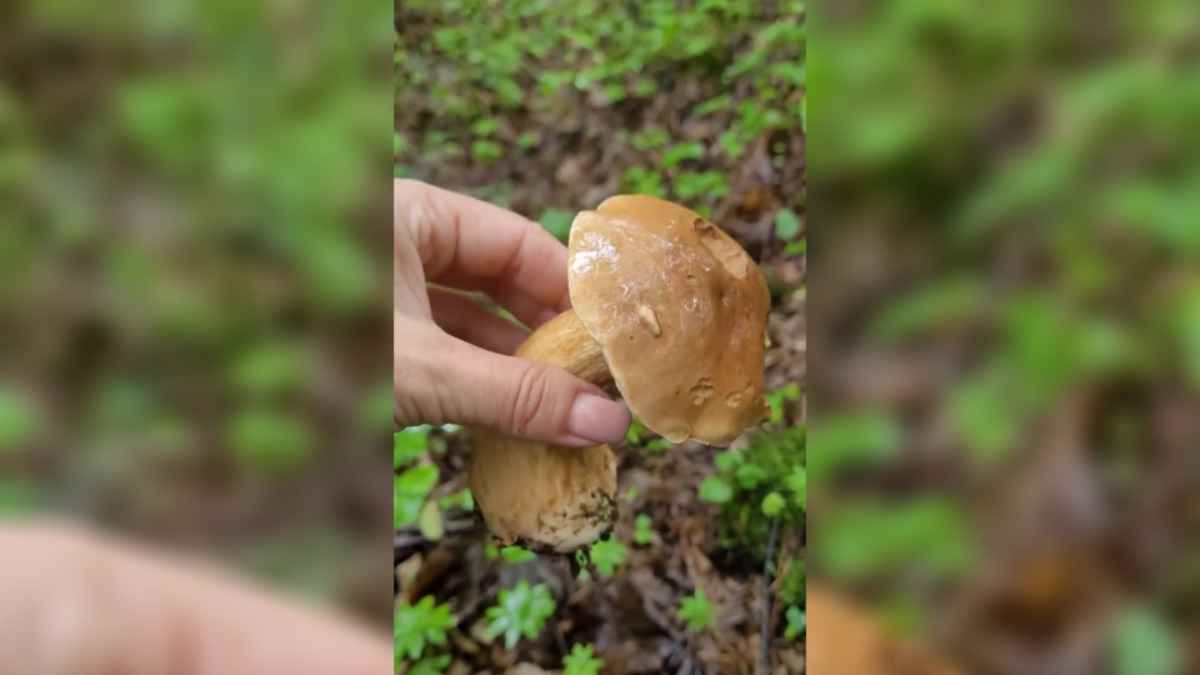 Белоруска показала неядовитый гриб, на который нужно «посмотреть дважды» перед сбором. Чем «очень опасен»?