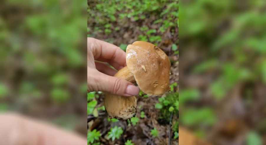 Речь о грибах, которые в Беларуси называют ложными