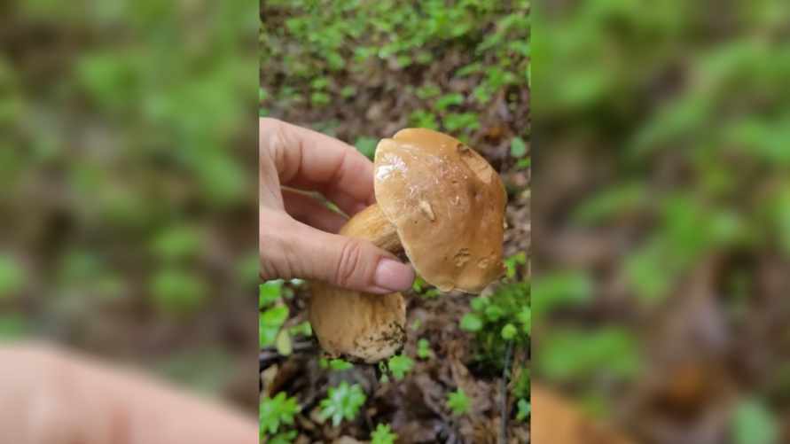 Белоруска показала неядовитый гриб, на который нужно «посмотреть дважды» перед сбором. Чем «очень опасен»?