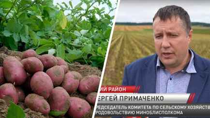 Белорусские аграрии пообещали урожай картошки «не хуже прошлогоднего», несмотря на дожди