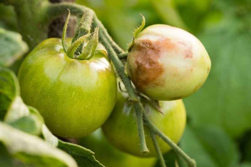 Что нужно обязательно сделать, если помидоры болели фитофторозом? Вот 6 важных этапов