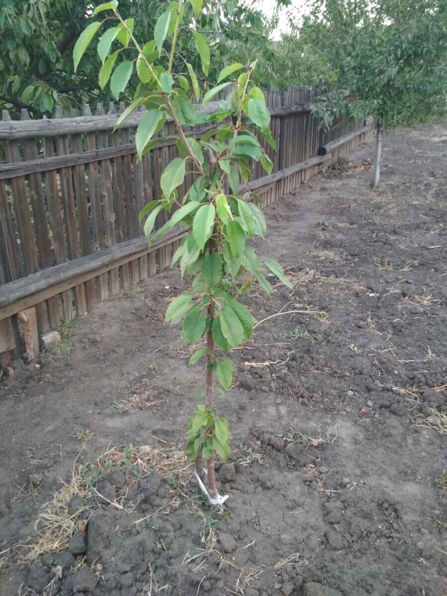 Как белорусам вырастить персик из косточки? Узнали, через сколько времени появятся фрукты