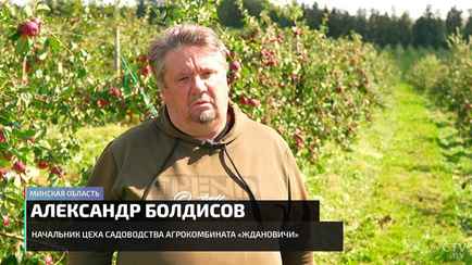 Белорусские аграрии пообещали «относительно неплохой» урожай яблок. Что спрогнозировала торговля?
