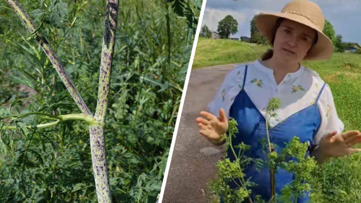 "А как пахнет мышь?" - Биолог посоветовала белорусам не трогать одно растение. Те задались вопросом