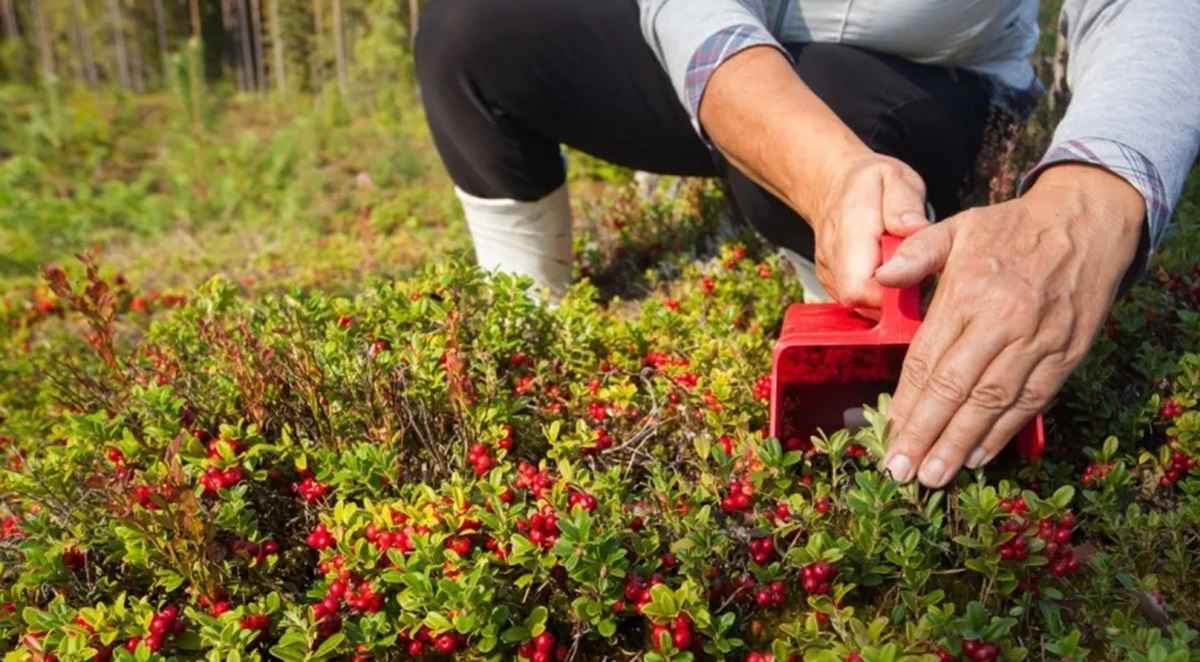 Фото иллюстрационное