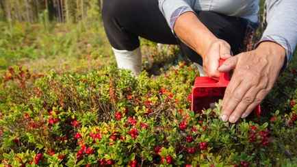 Две области Беларуси определились со сроками сбора клюквы и брусники. Где уже можно с 12 августа?