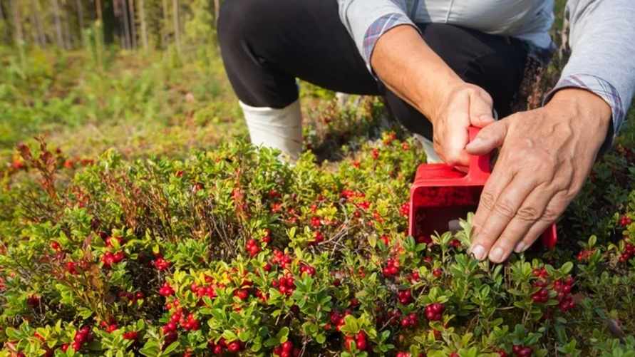 Фото иллюстрационное