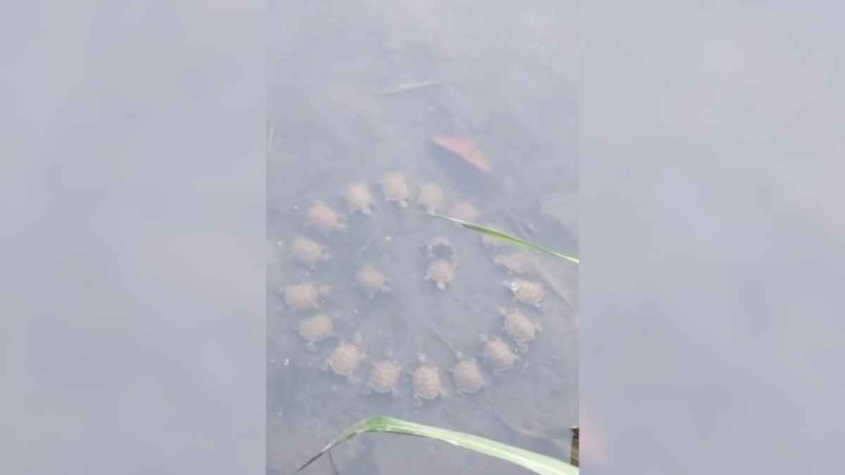 Странное поведение черепах набрало 95 млн просмотров в TikTok за 3 дня: "Это свадьба?"