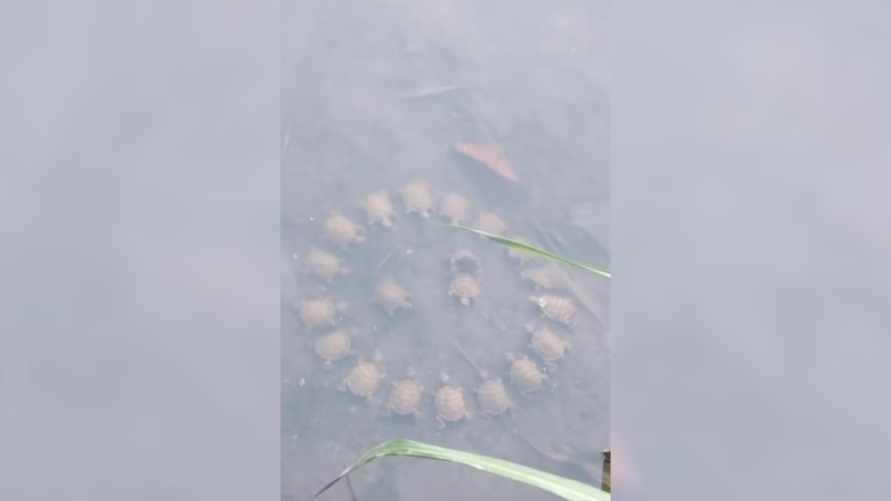 Странное поведение черепах набрало 95 млн просмотров в TikTok за 3 дня: "Это свадьба?"