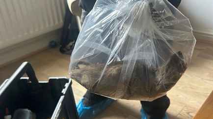 Гигантскую крысу размером с кошку поймали в жилом доме в Великобритании