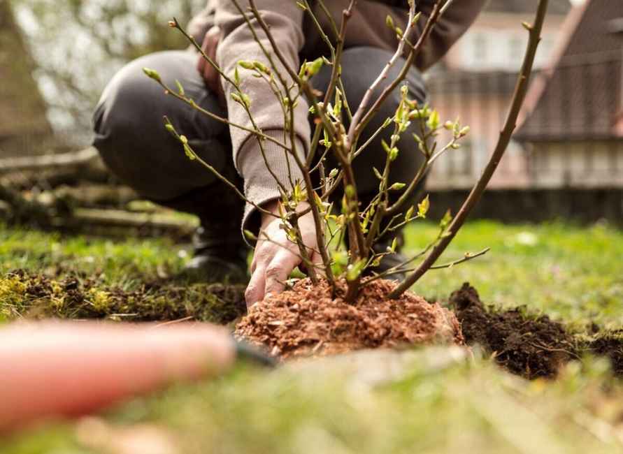 Обязательно сделайте это с голубикой в конце августа-сентябре. Так вы решите судьбу следующего урожая