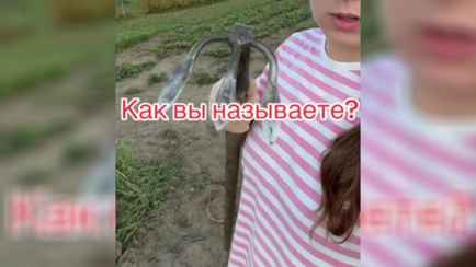 «Драпач» — Сотни белорусов по-разному назвали этот огородный инструмент. А как называете вы?