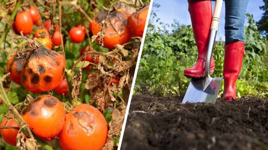 Что нужно обязательно сделать, если помидоры болели фитофторозом? Вот 6 важных этапов
