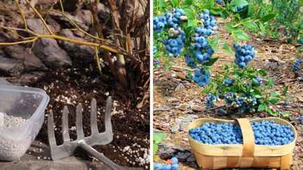 Обязательно сделайте это с голубикой в конце августа-сентябре. Так вы решите судьбу следующего урожая