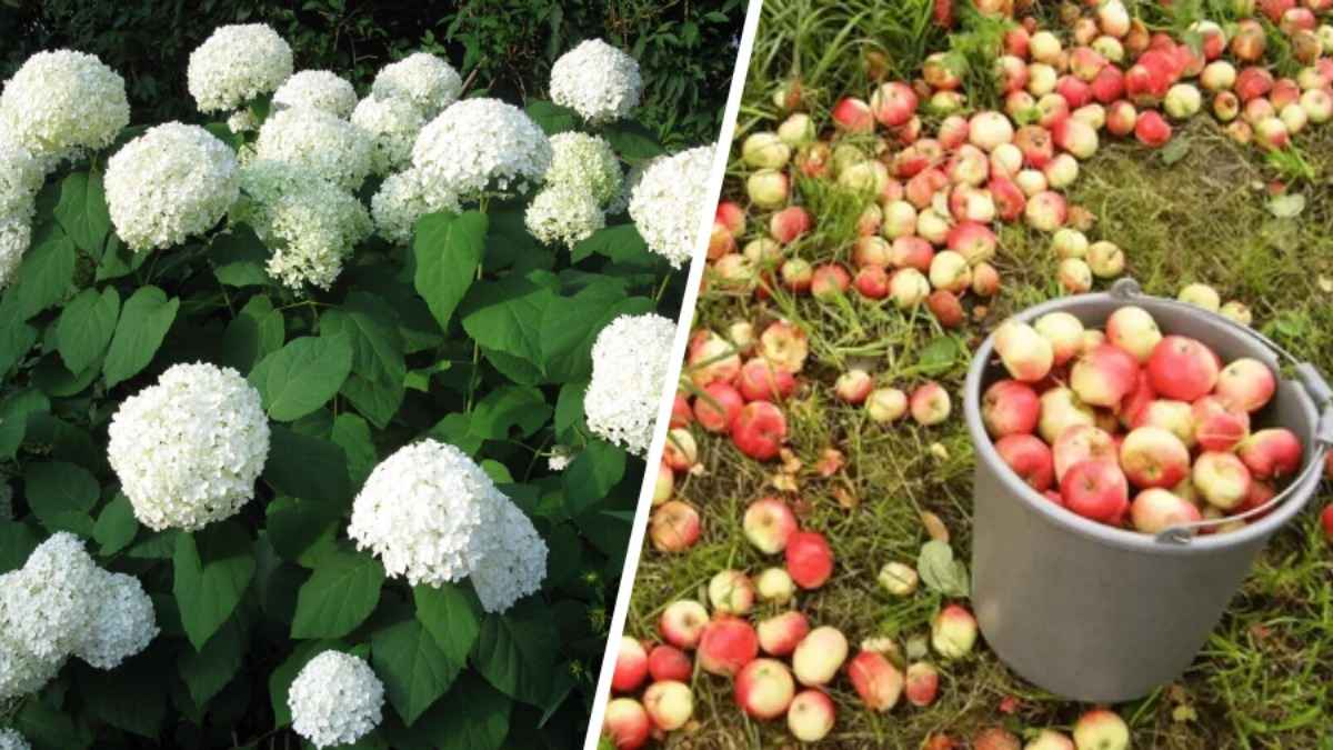 Подкормите гортензию этим раствором, чтобы она пышно цвела и осенью. Пригодятся опавшие яблоки