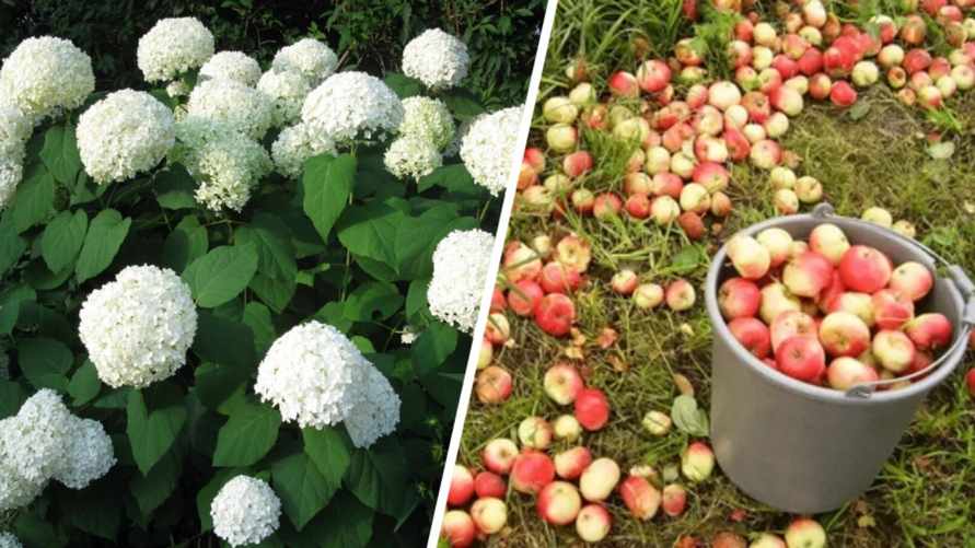 Подкормите гортензию этим раствором, чтобы она пышно цвела и осенью. Пригодятся опавшие яблоки