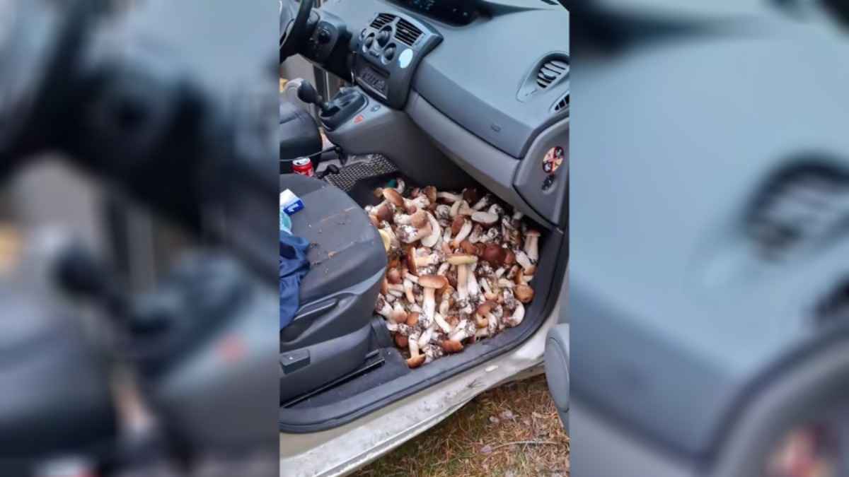 Видео, как грибник забил боровиками почти всю машину, набрало 2 млн просмотров в TikTok