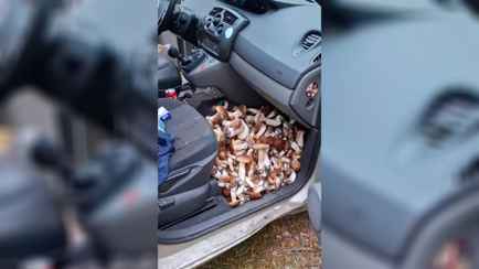 Видео, как грибник забил боровиками почти всю машину, набрало 2 млн просмотров в TikTok