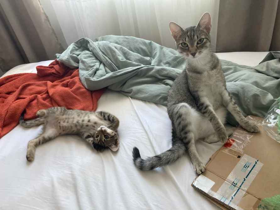 10 кошачьих пар, чьи отношения растопили сердца интернет-пользователей