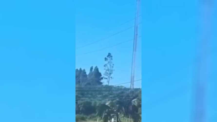 "Ходячее" дерево удивило сотни тысяч человек в TikTok: "Как теперь объяснить психологу?"