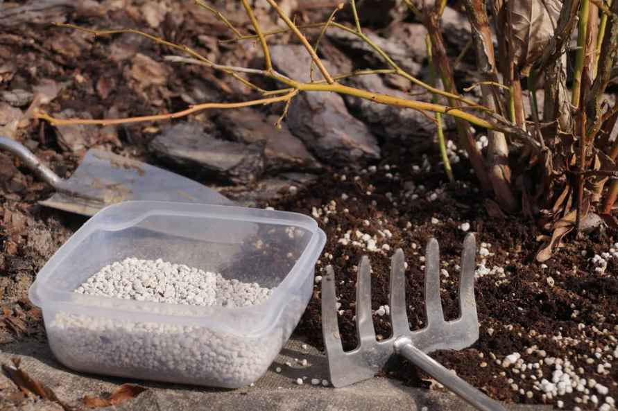 Обязательно сделайте это с голубикой в конце августа-сентябре. Так вы решите судьбу следующего урожая