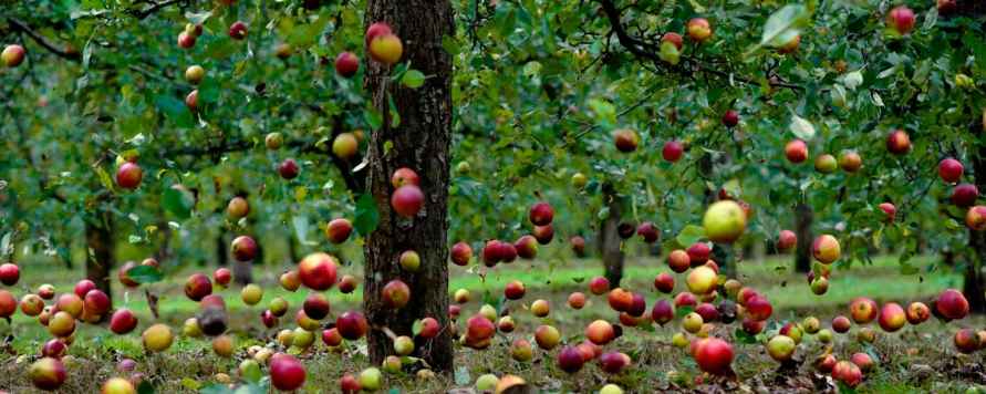 Что делать, если яблоки гниют и покрываются пятнами на дереве? Вот 12 шагов к получению хорошего урожая