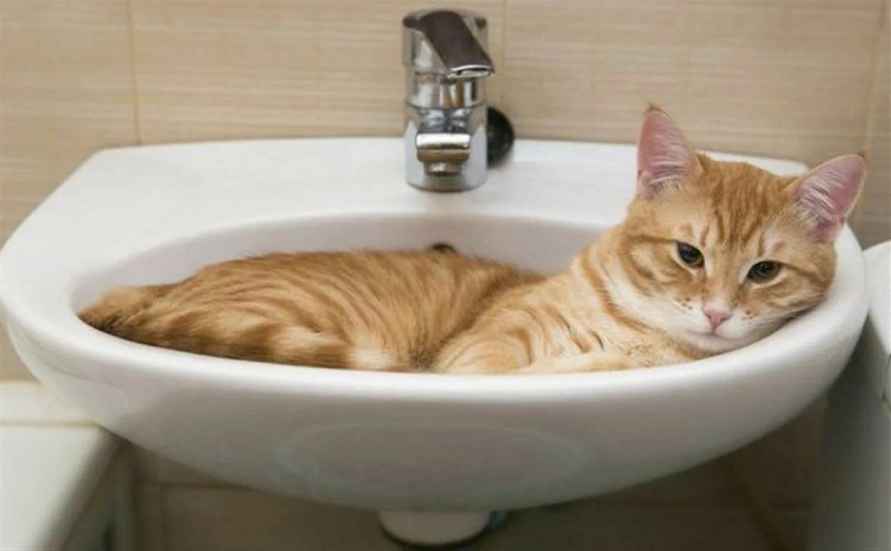 Почему коты и кошки следят за нами в ванной? На это есть минимум 10 причин