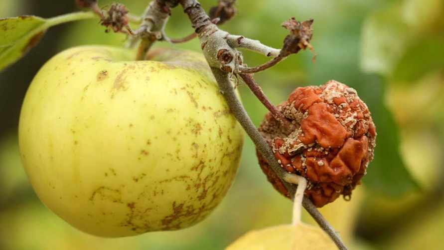 Что делать, если яблоки гниют и покрываются пятнами на дереве? Вот 12 шагов к получению хорошего урожая