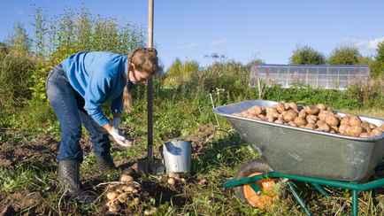 Белорусы сдали Белкоопсоюзу 4,4 тыс. тонн картошки и 2 тыс. тонн огурцов. Почём принимают?