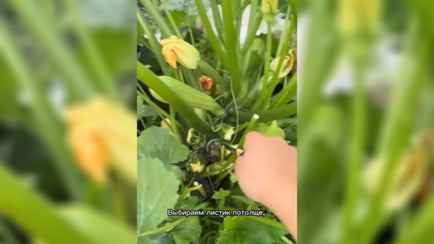 Флешмоб с кабачками в TikTok набирает миллионы просмотров. Как сделать из них дудку?