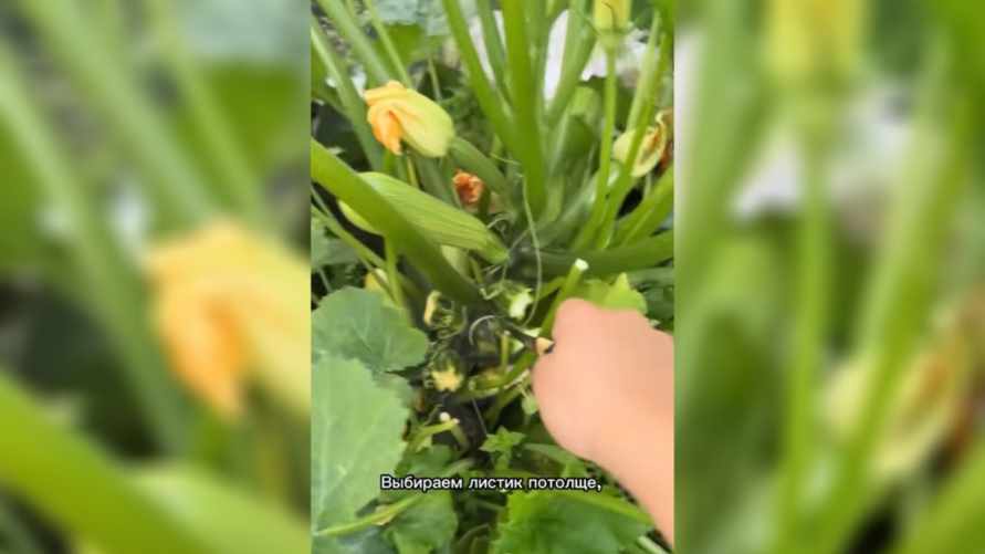 Флешмоб с кабачками в TikTok набирает миллионы просмотров. Как сделать из них дудку?