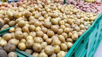 В Минске начали продавать молодую картошку за 78 копеек за кг