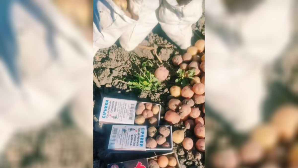 Урожай картошки 2025 года рассмешил десятки тысяч человек в TikTok: "Почем стакан?"