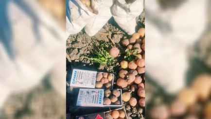 Урожай картошки 2025 года рассмешил десятки тысяч человек в TikTok: «Почем стакан?»