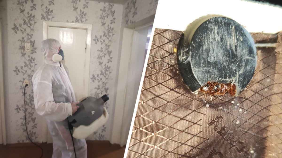 "Народные методы не помогут" — Дезинсекторы объяснили, почему белорусы находят клопов дома слишком поздно