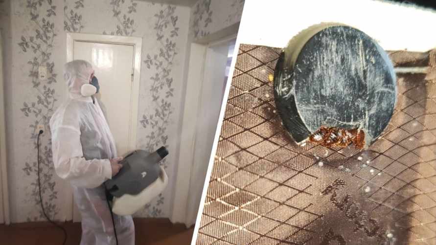 "Народные методы не помогут" — Дезинсекторы объяснили, почему белорусы находят клопов дома слишком поздно