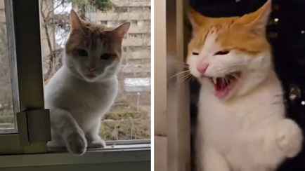 Кот, который каждый день приходит побить мужчину, набрал 5 млн просмотров в TikTok